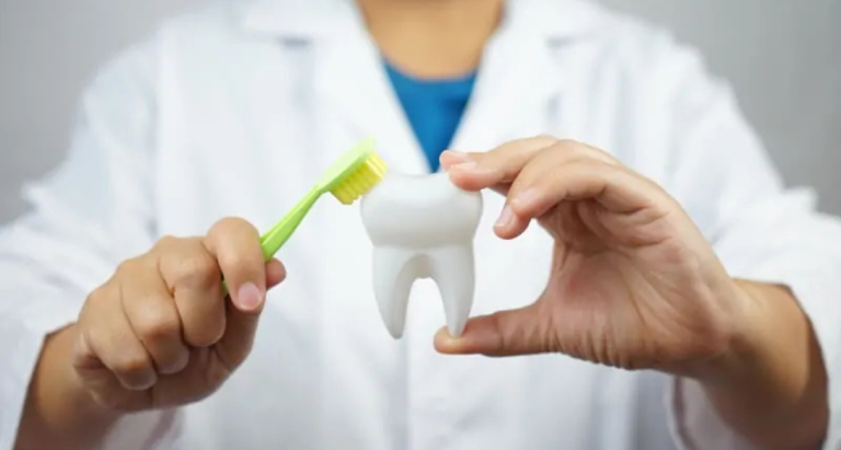 A dentist holding a model tooth in one hand and a toothbrush in the other